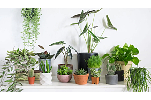 The Benefits of Houseplants